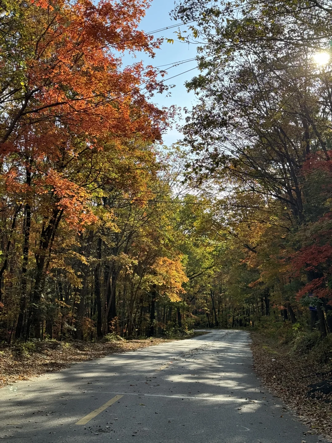 东北的秋🍂，不输内蒙新疆‼️