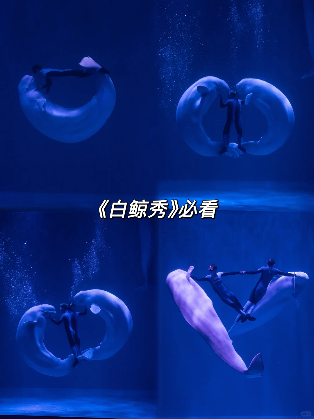 哈尔滨必打卡景点，十一极地馆速通攻略！