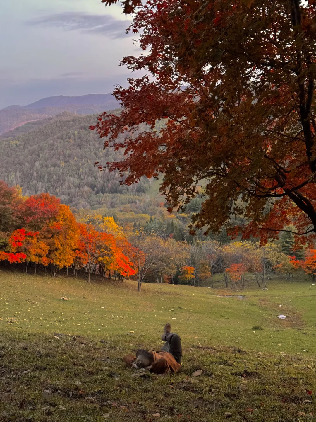东北的秋🍂，不输内蒙新疆‼️