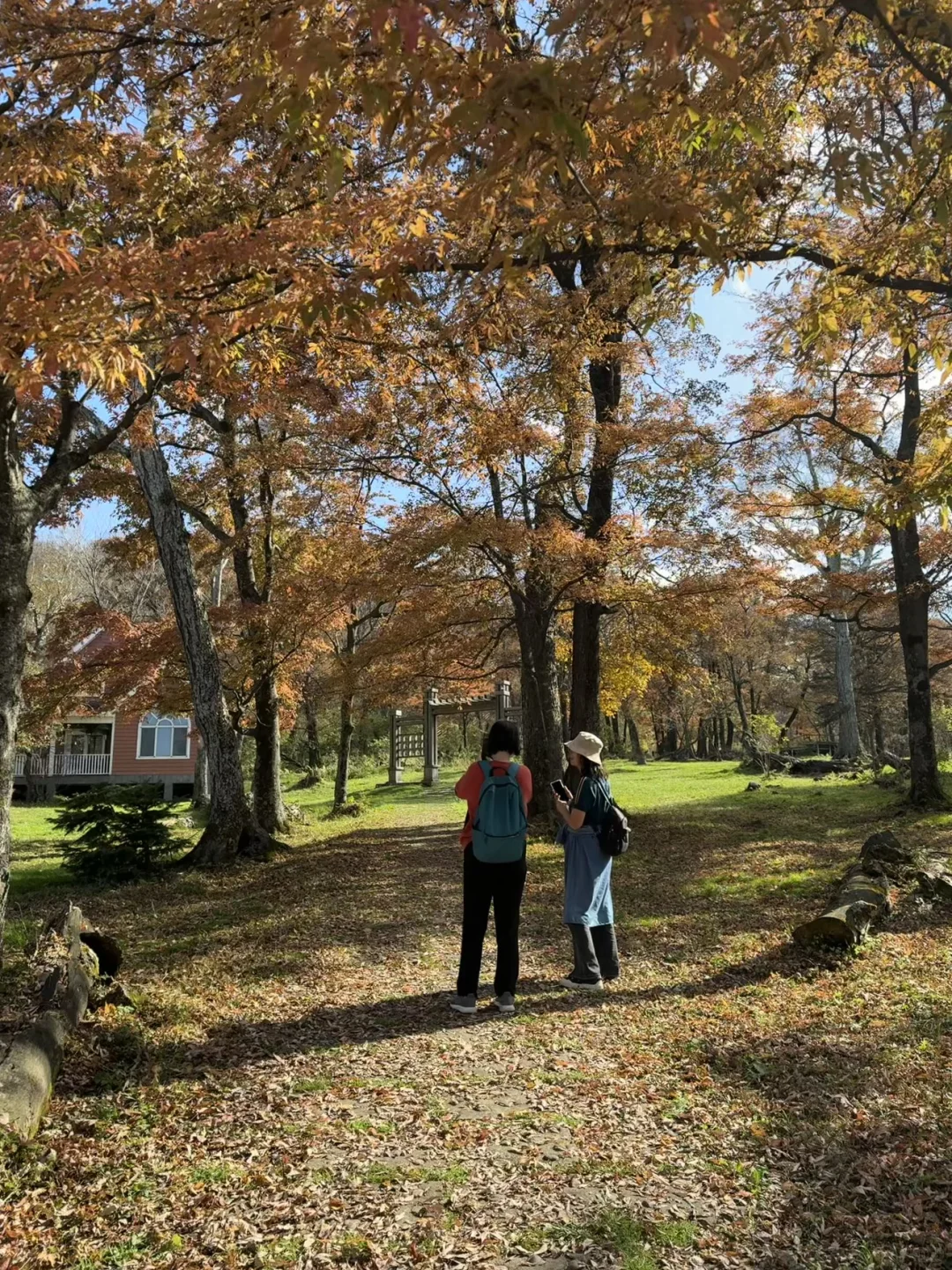 东北的秋🍂，不输内蒙新疆‼️