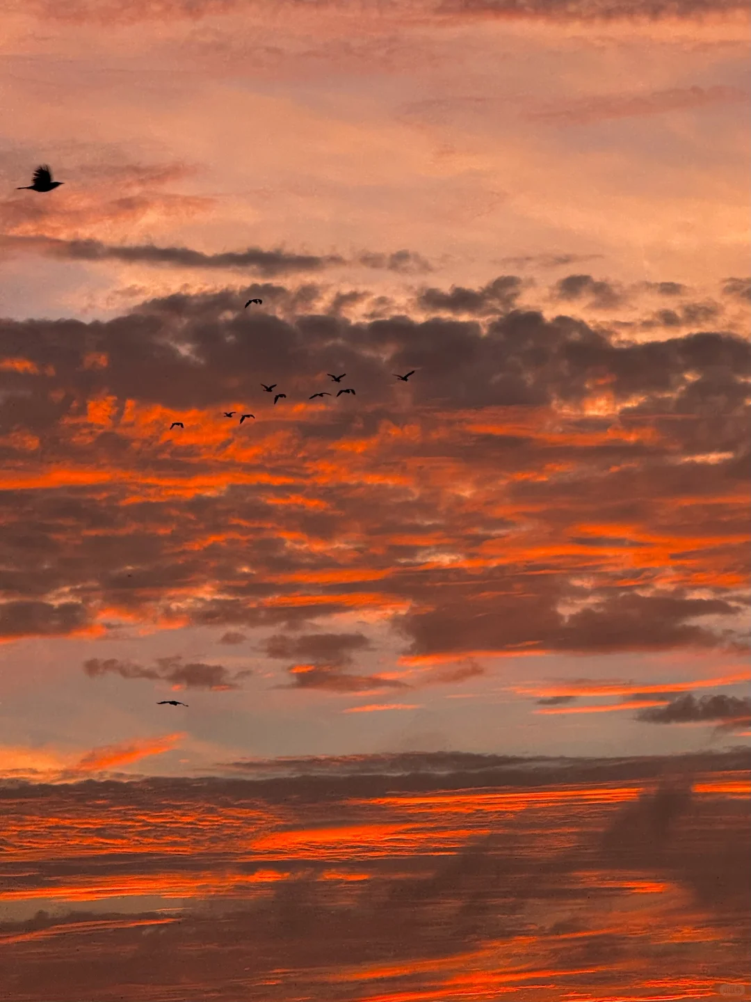 live合集！苏州的油画晚霞美到next level了