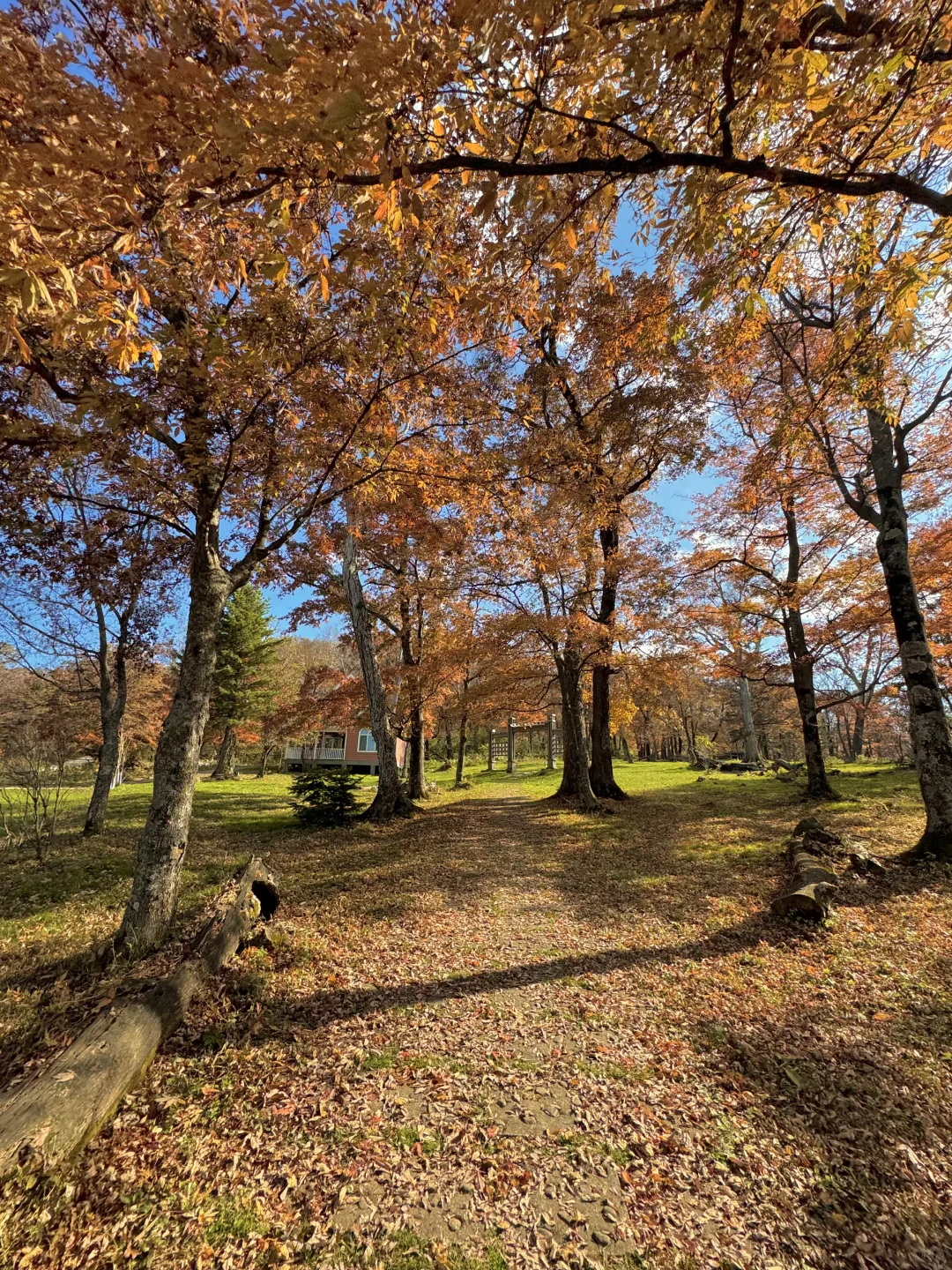 东北的秋🍂，不输内蒙新疆‼️