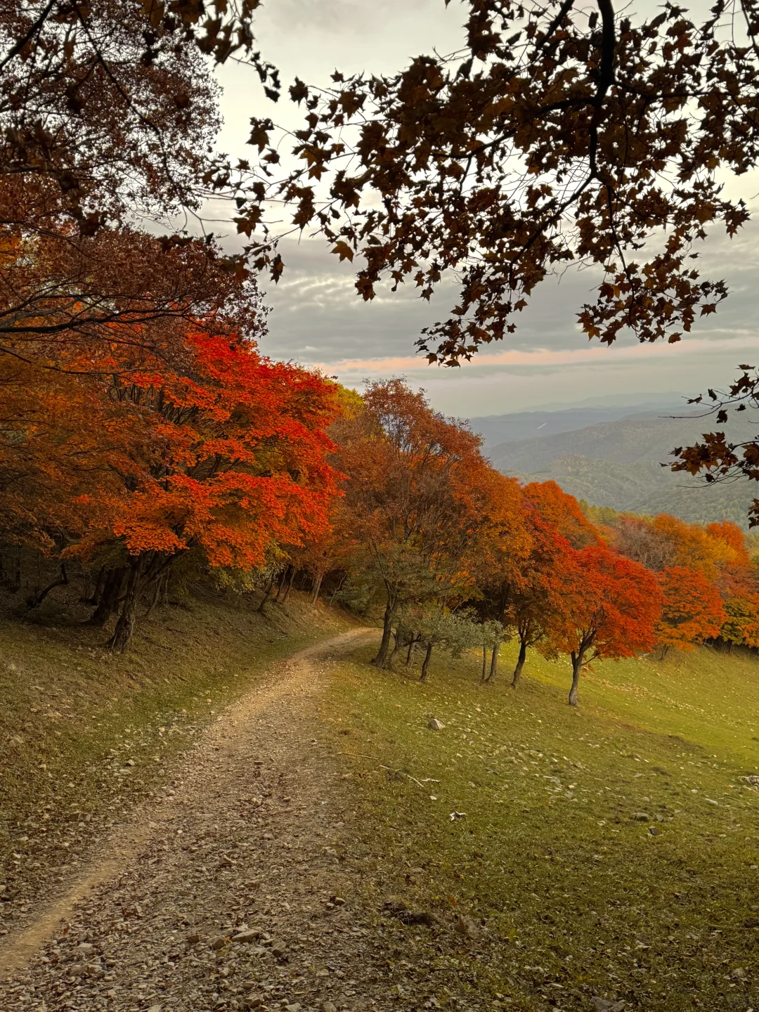东北的秋🍂，不输内蒙新疆‼️