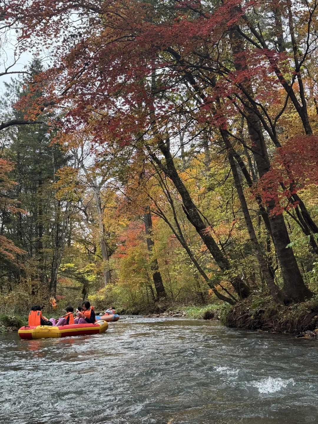 东北的秋🍂，不输内蒙新疆‼️