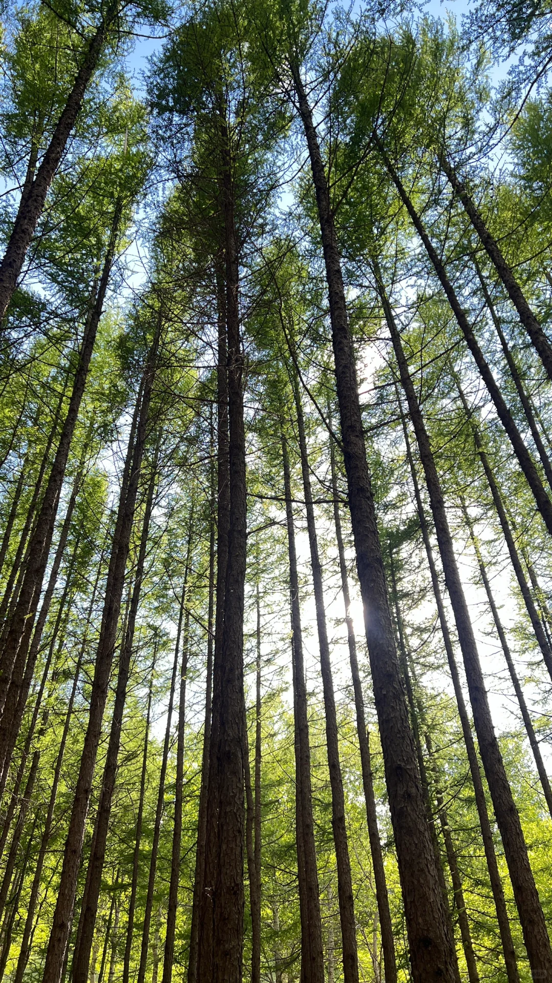 大同周边｜当日往返小众出片旅游景点🌲