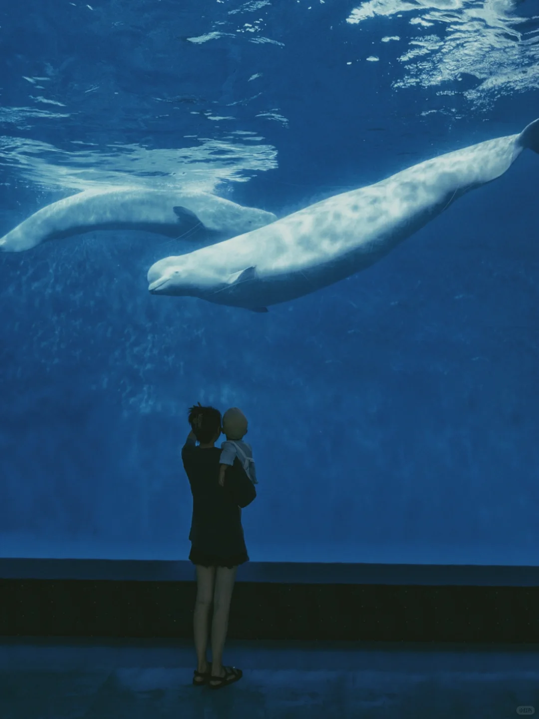 泉城欧乐堡精简攻略｜游玩+酒店+史诗大秀🏰