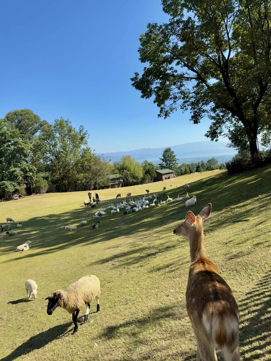 我在大理拍到的人生live！（附18个机位）