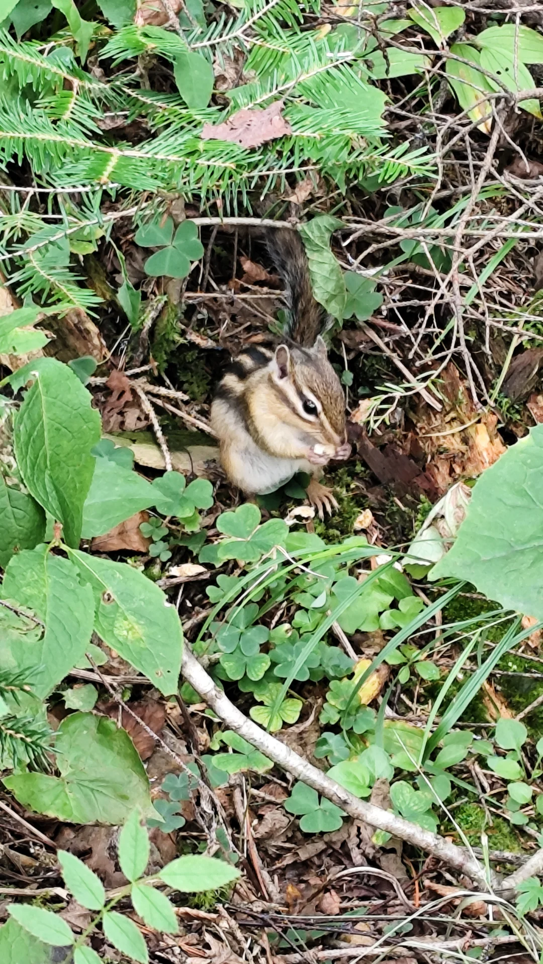 需要长白山延吉攻略的友友看过来