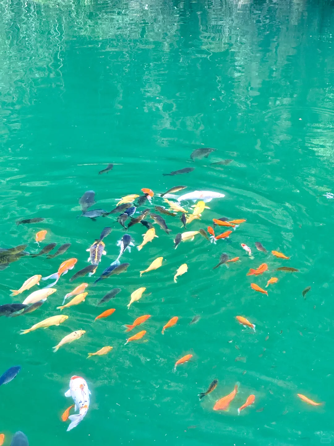 这种绿色是真实存在的🍃live图❗️