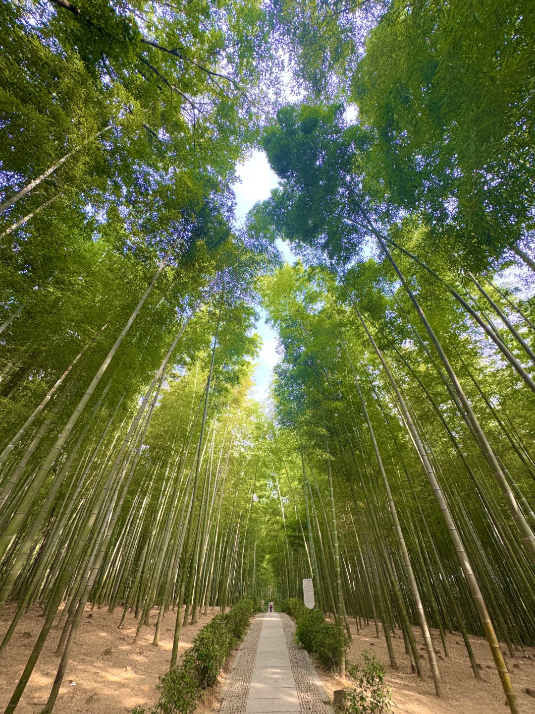 这种绿色是真实存在的🍃live图❗️