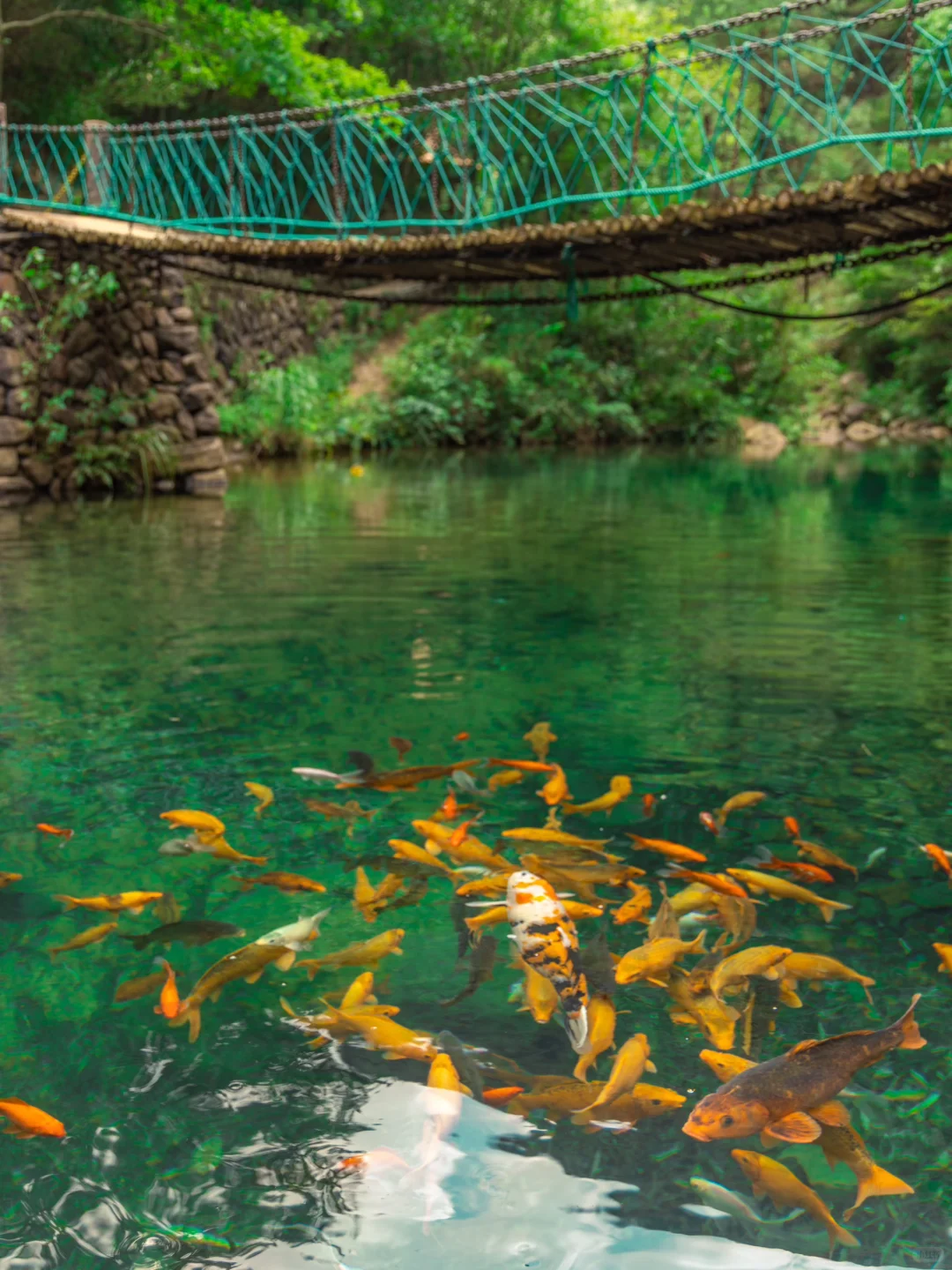 这种绿色是真实存在的🍃live图❗️