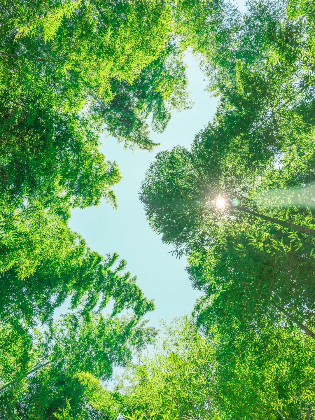 这种绿色是真实存在的🍃live图❗️