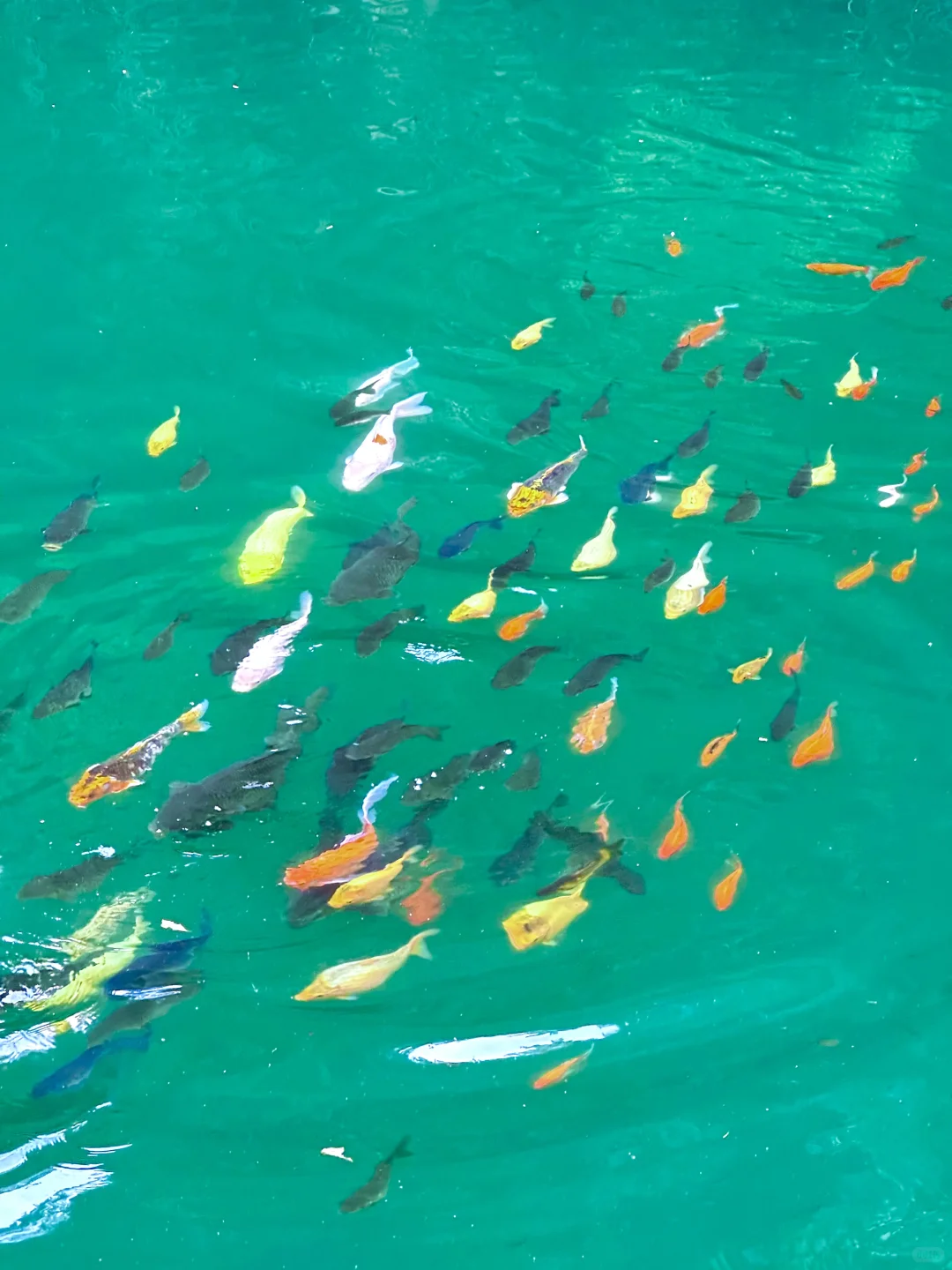 这种绿色是真实存在的🍃live图❗️