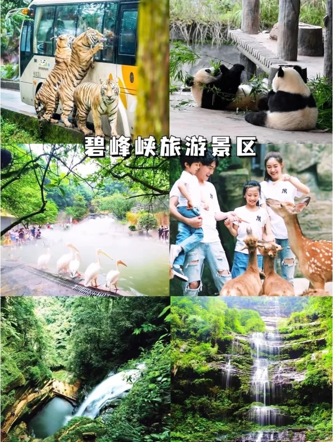 ⛰️四川旅游，看这一篇就够啦🌸🍃🀄️🐻四