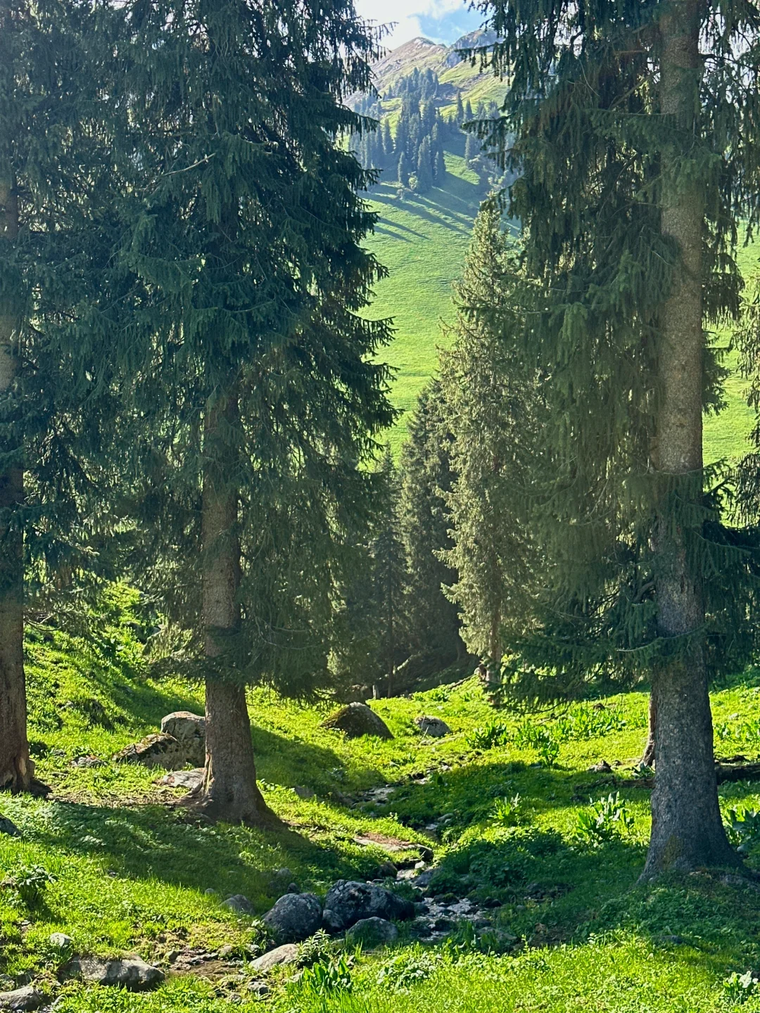 新疆这里今年一定会火！是live也是life🌲～