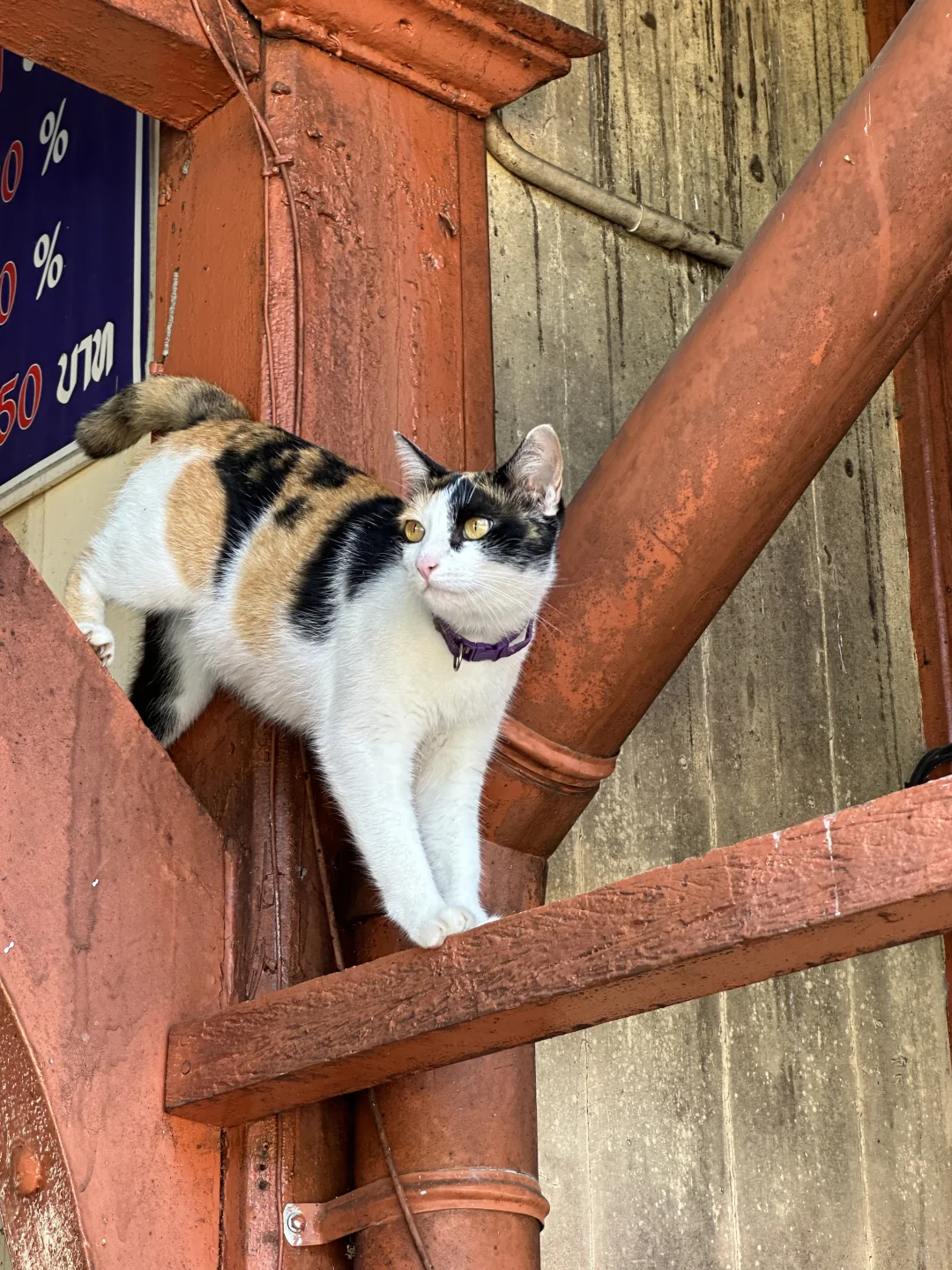 2025泰国旅行🇹🇭泰国旅行必备好物