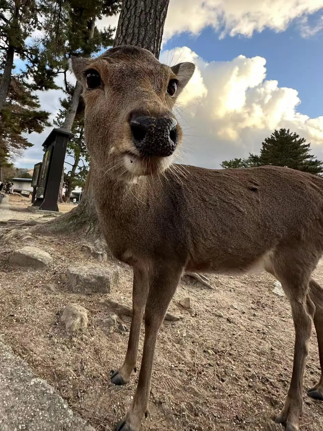 人生建议：第一次出国优先选择日本！