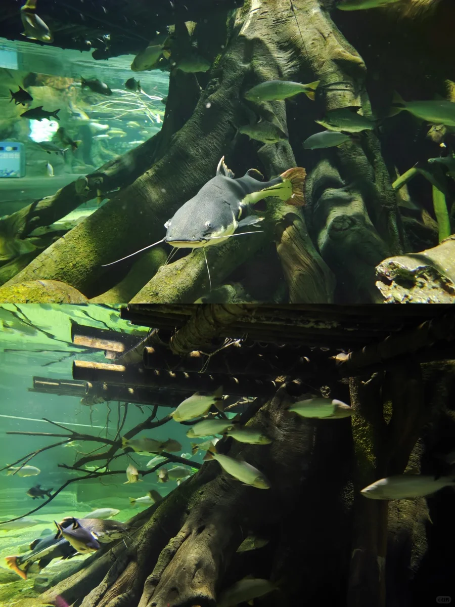 决定了，去珠海长隆飞船乐园的宝子，存下吧