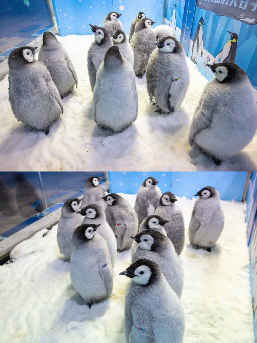 珠海长隆大事件！2天1晚价格直接“砍半”！