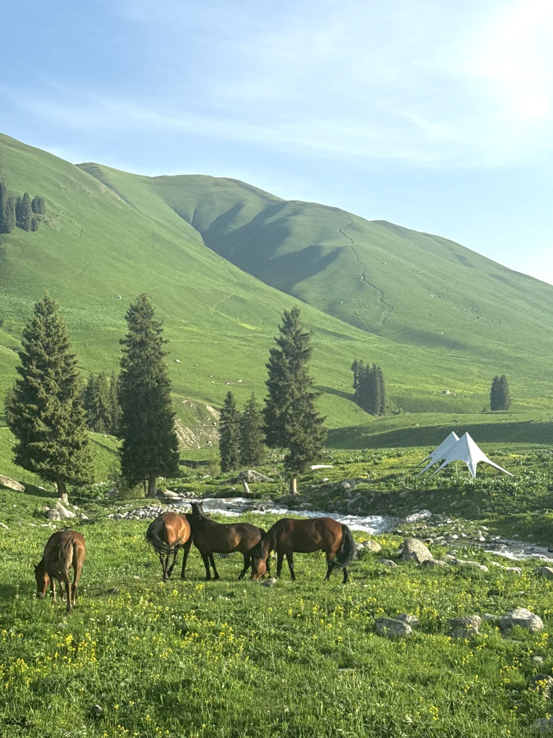 新疆这里今年一定会火！是live也是life🌲～