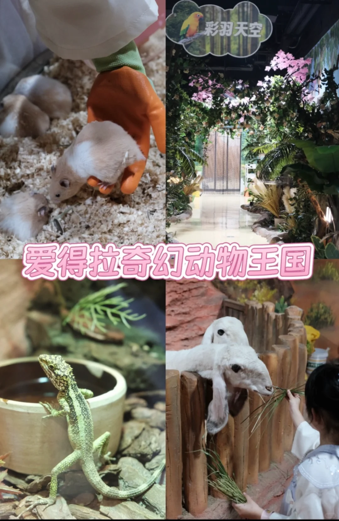 南昌爱奇拉奇幻动物王国，超省钱游玩攻略💰