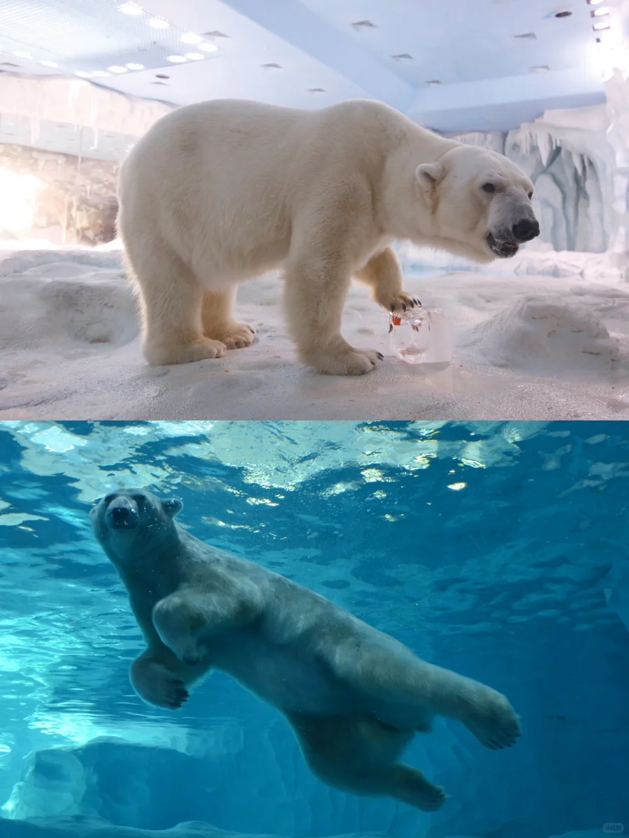 珠海长隆大事件！2天1晚价格直接“砍半”！