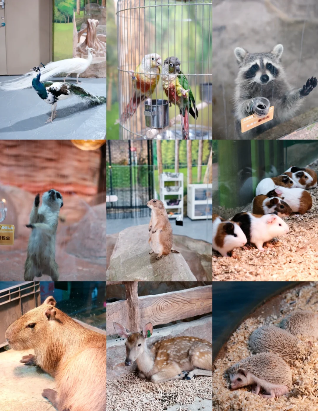 南昌爱奇拉奇幻动物王国，超省钱游玩攻略💰