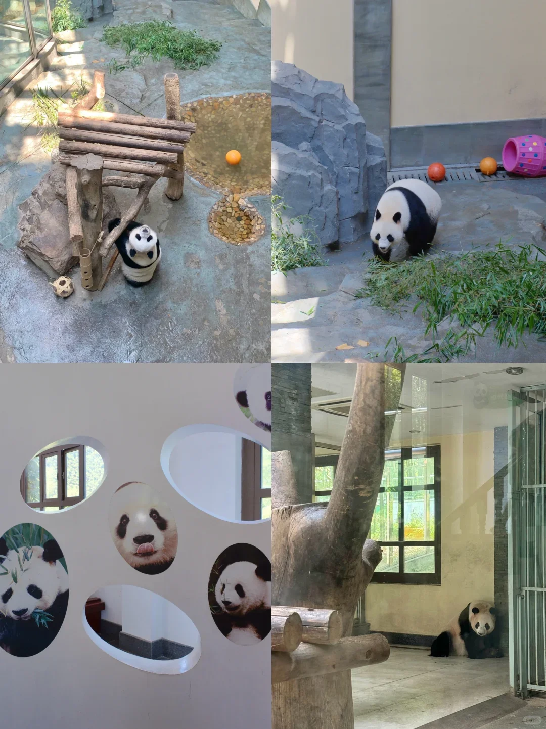 599承包天目湖3园!吃住玩全含太值了💦