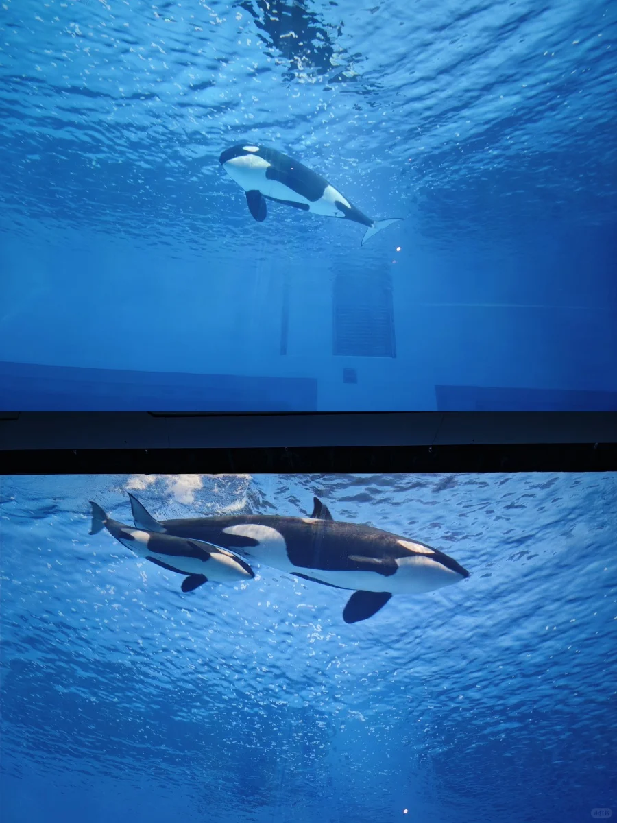 决定了，去珠海长隆飞船乐园的宝子，存下吧