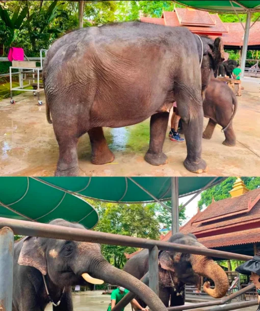 曼听公园门票🔥特惠36.5元!太香了