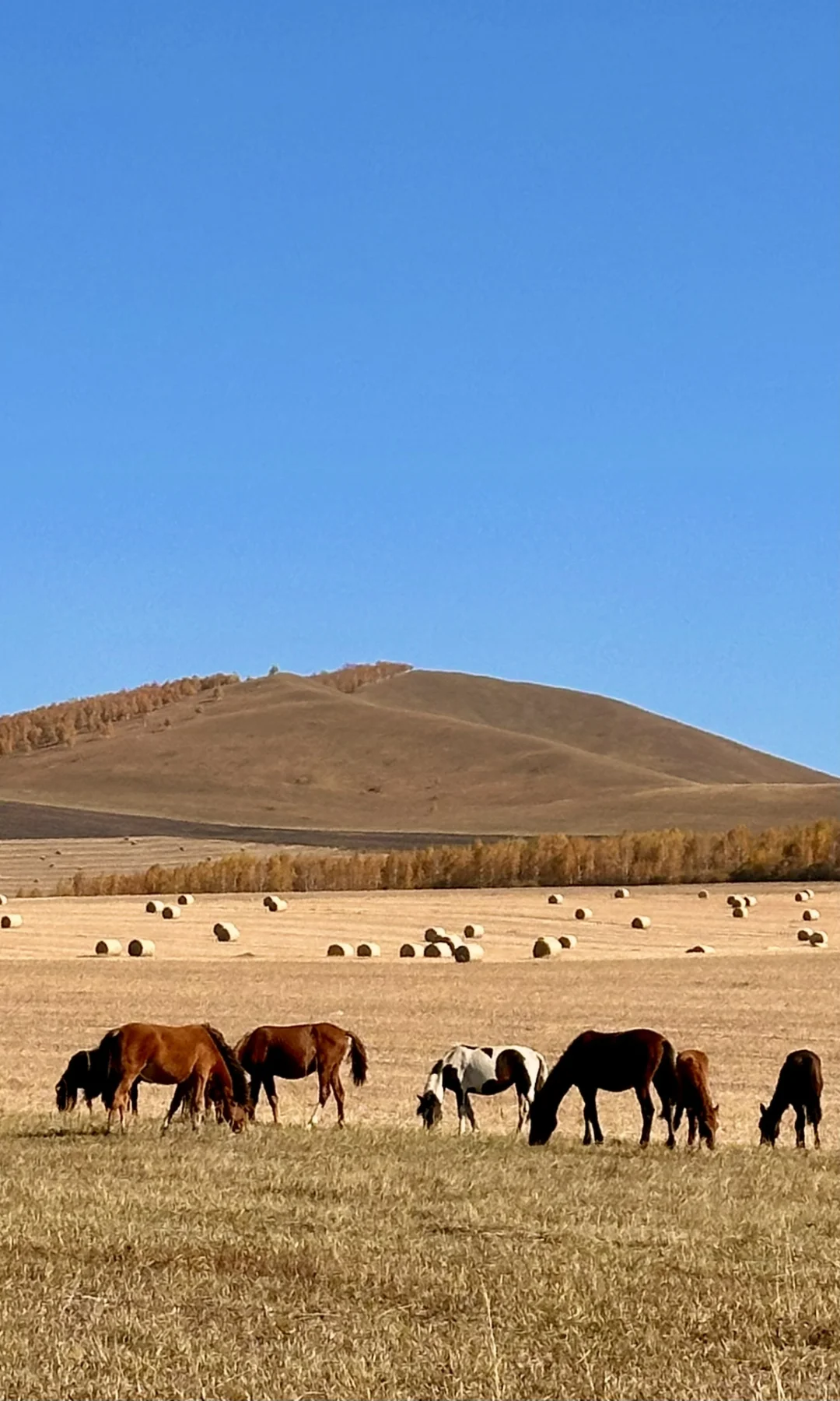 这是我见过人生最美的秋天🍂大兴安岭