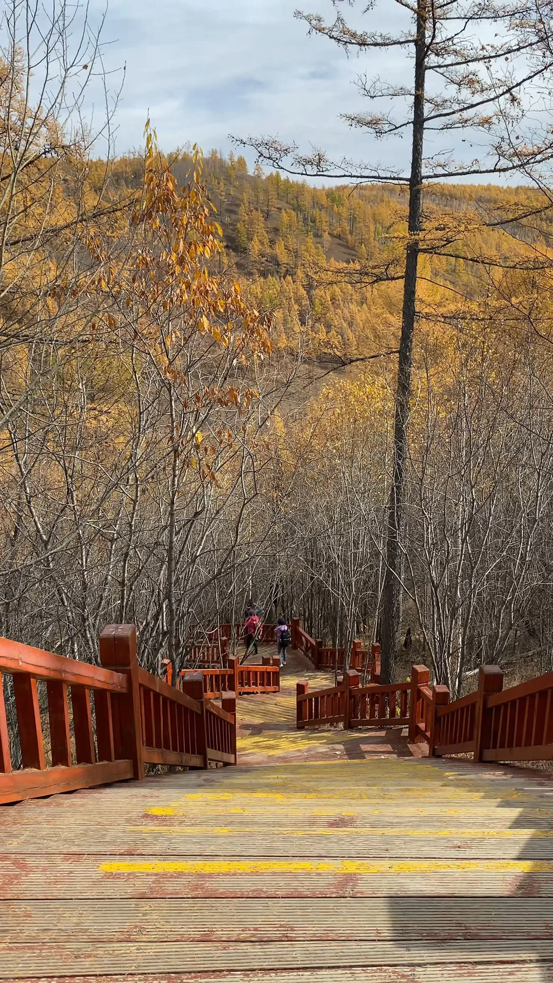 这是我见过人生最美的秋天🍂大兴安岭
