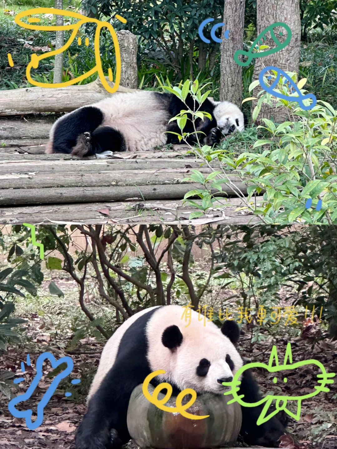 省心玩熊猫基地💧都江堰小团一日游🚘真纯玩