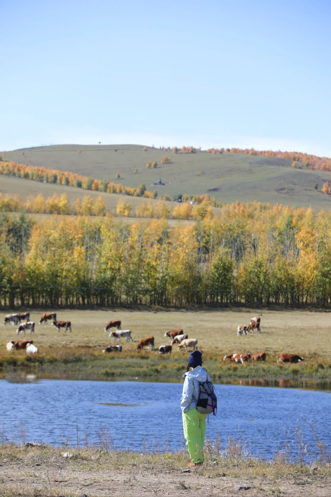 这是我见过人生最美的秋天🍂大兴安岭