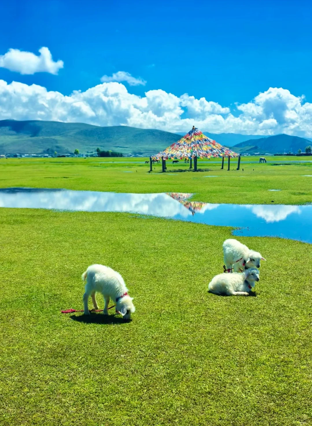 香格里拉一日游，人均100+玩转美景❗️