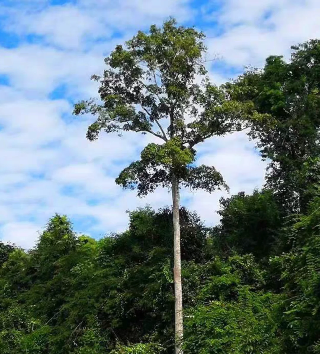 冲冲冲🌲望天树景区套票限时特惠预订