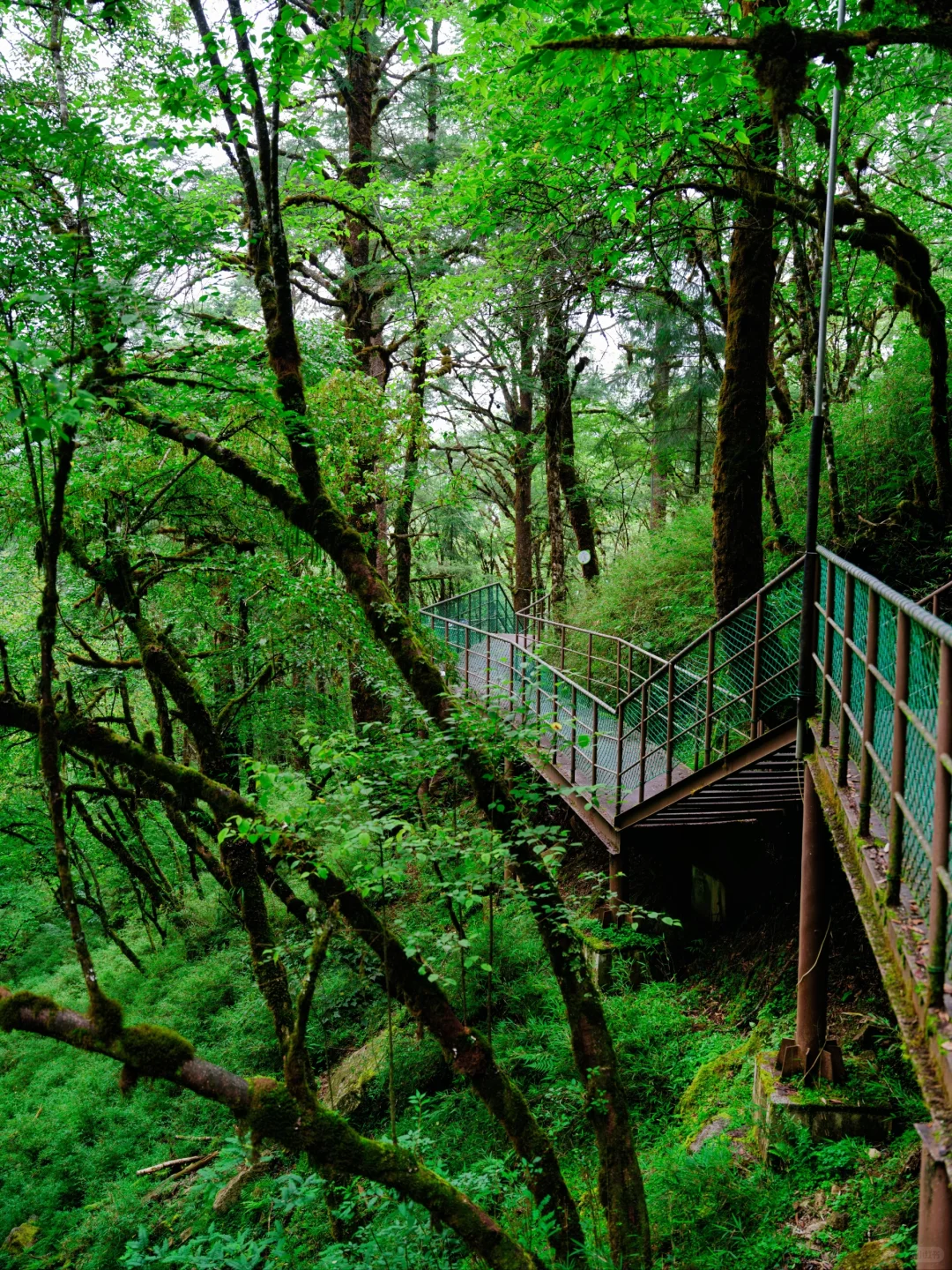 周末48H逃离成都!躲进23℃山里避暑徒步