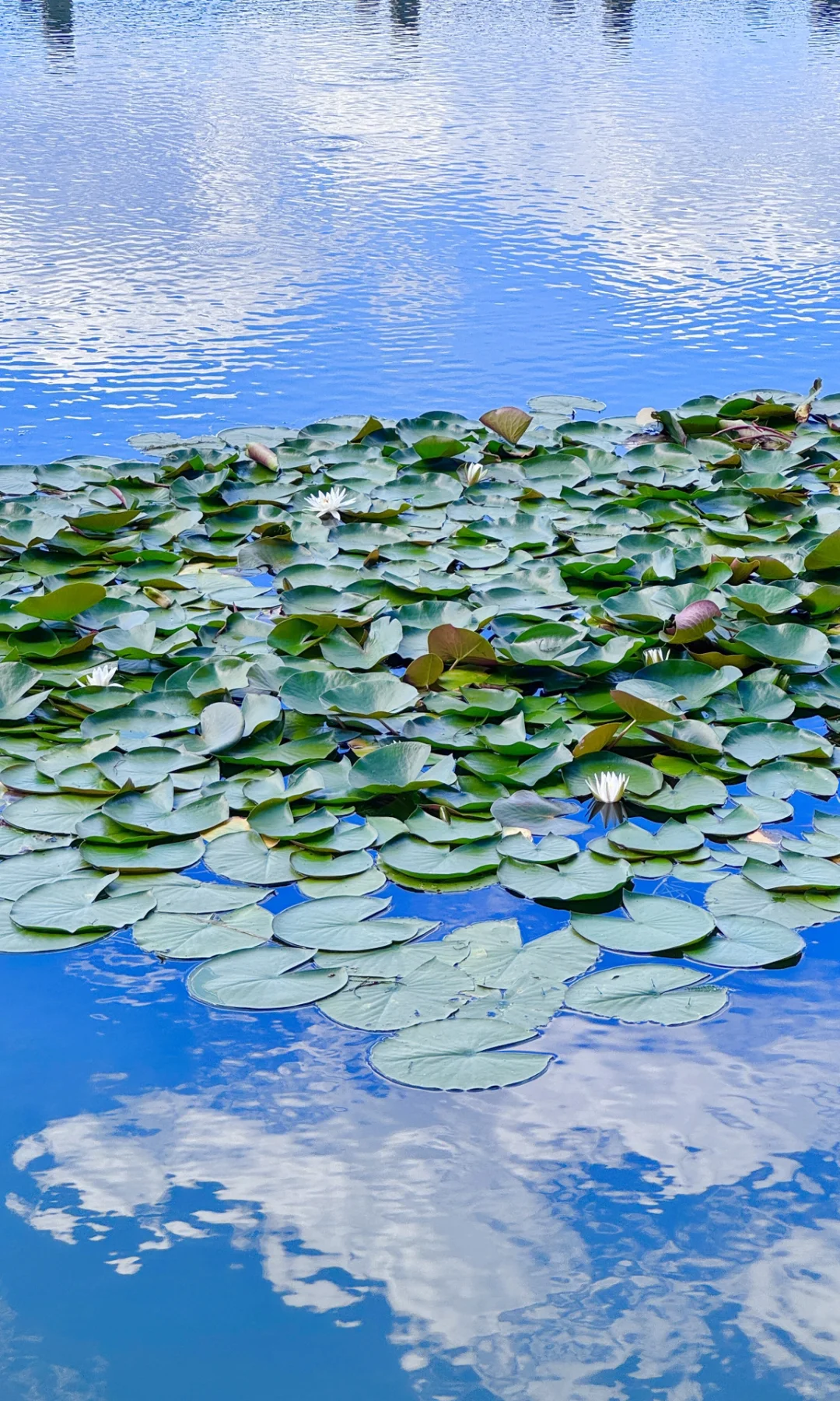 8.16实拍，亲测东湖听涛景区，游玩攻略已整理