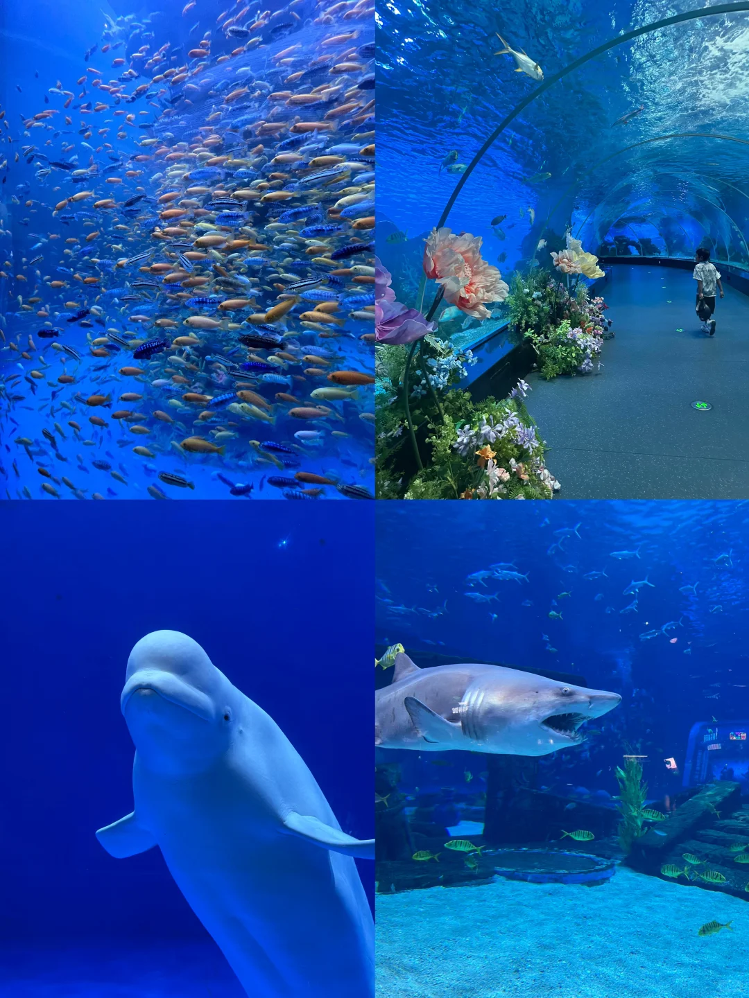 【山东篇-德州】“因为一只扒鸡而出名的城市”