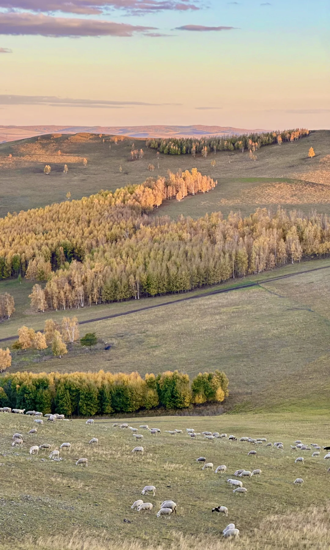 这是我见过人生最美的秋天🍂大兴安岭