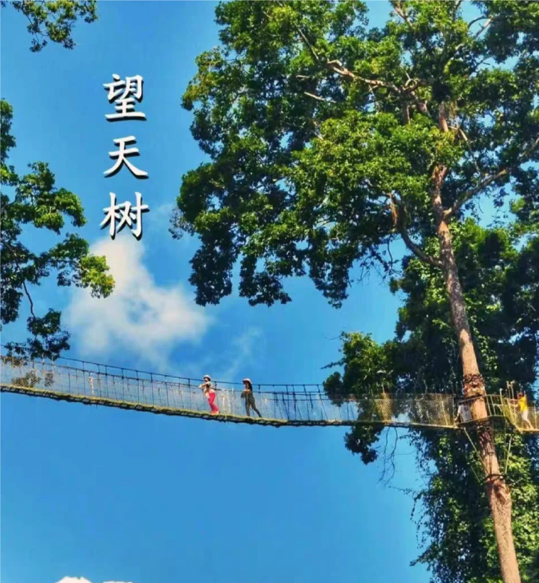 冲冲冲🌲望天树景区套票限时特惠预订