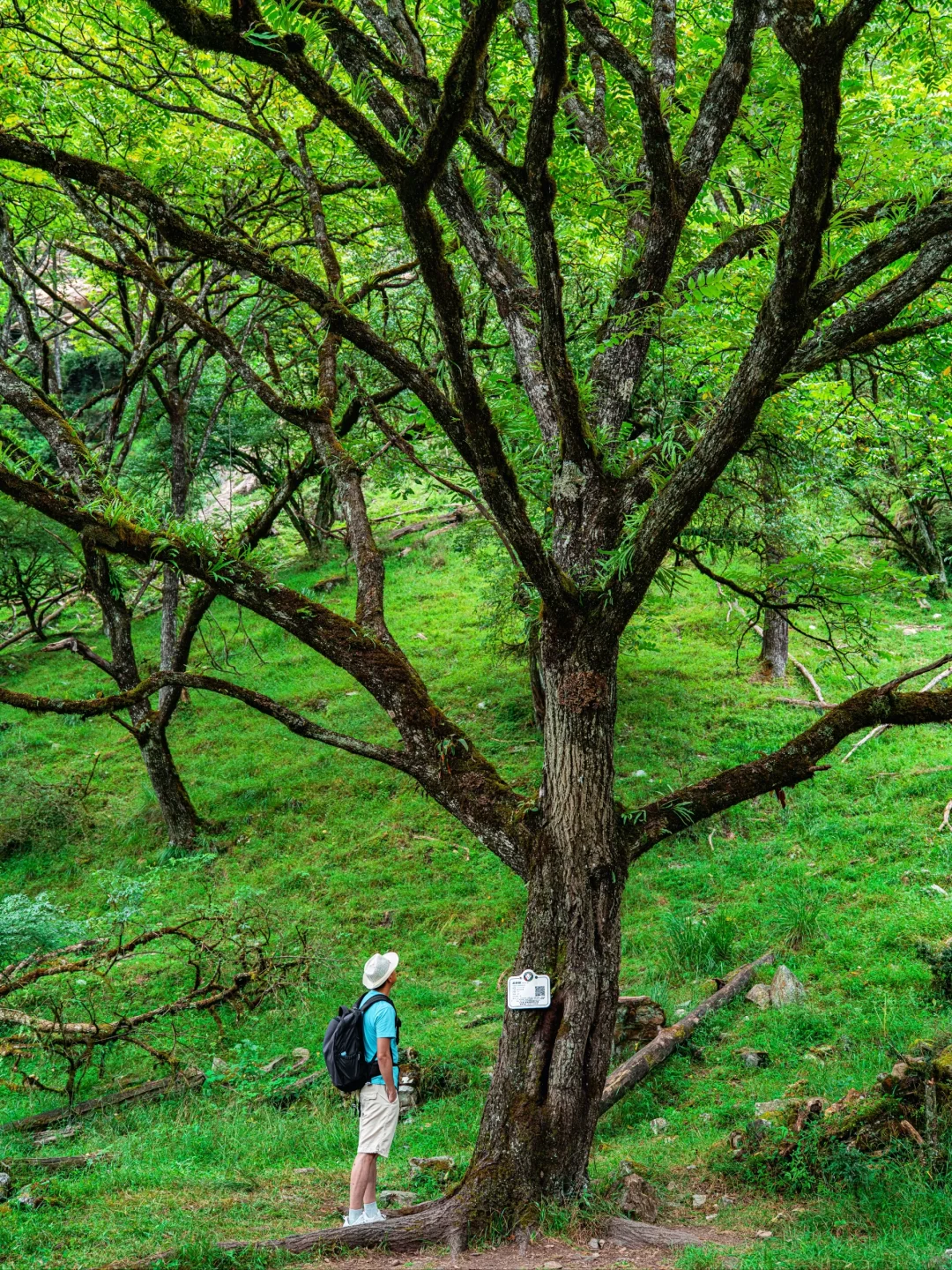 周末48H逃离成都!躲进23℃山里避暑徒步