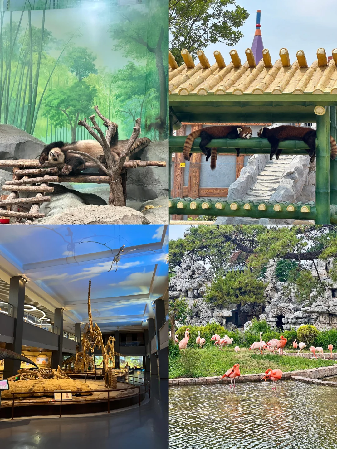 【山东篇-德州】“因为一只扒鸡而出名的城市”