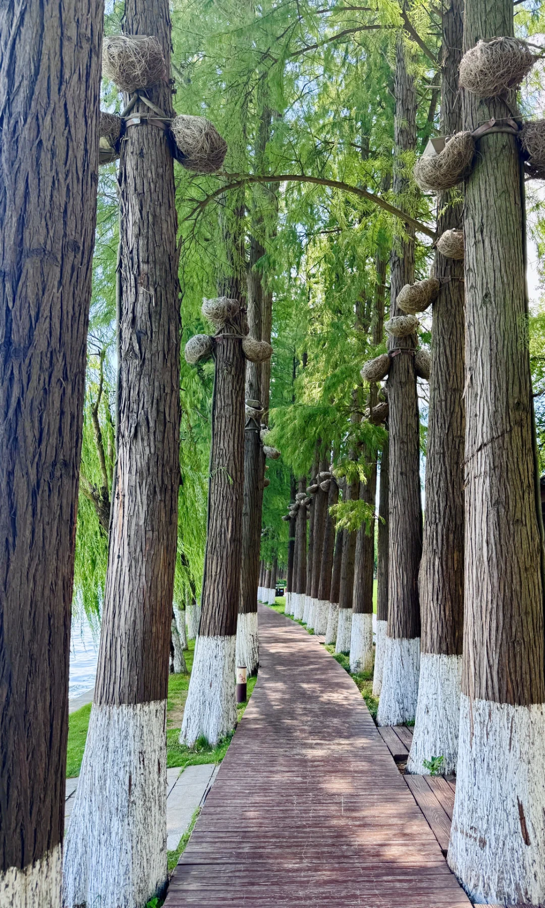 8.16实拍，亲测东湖听涛景区，游玩攻略已整理