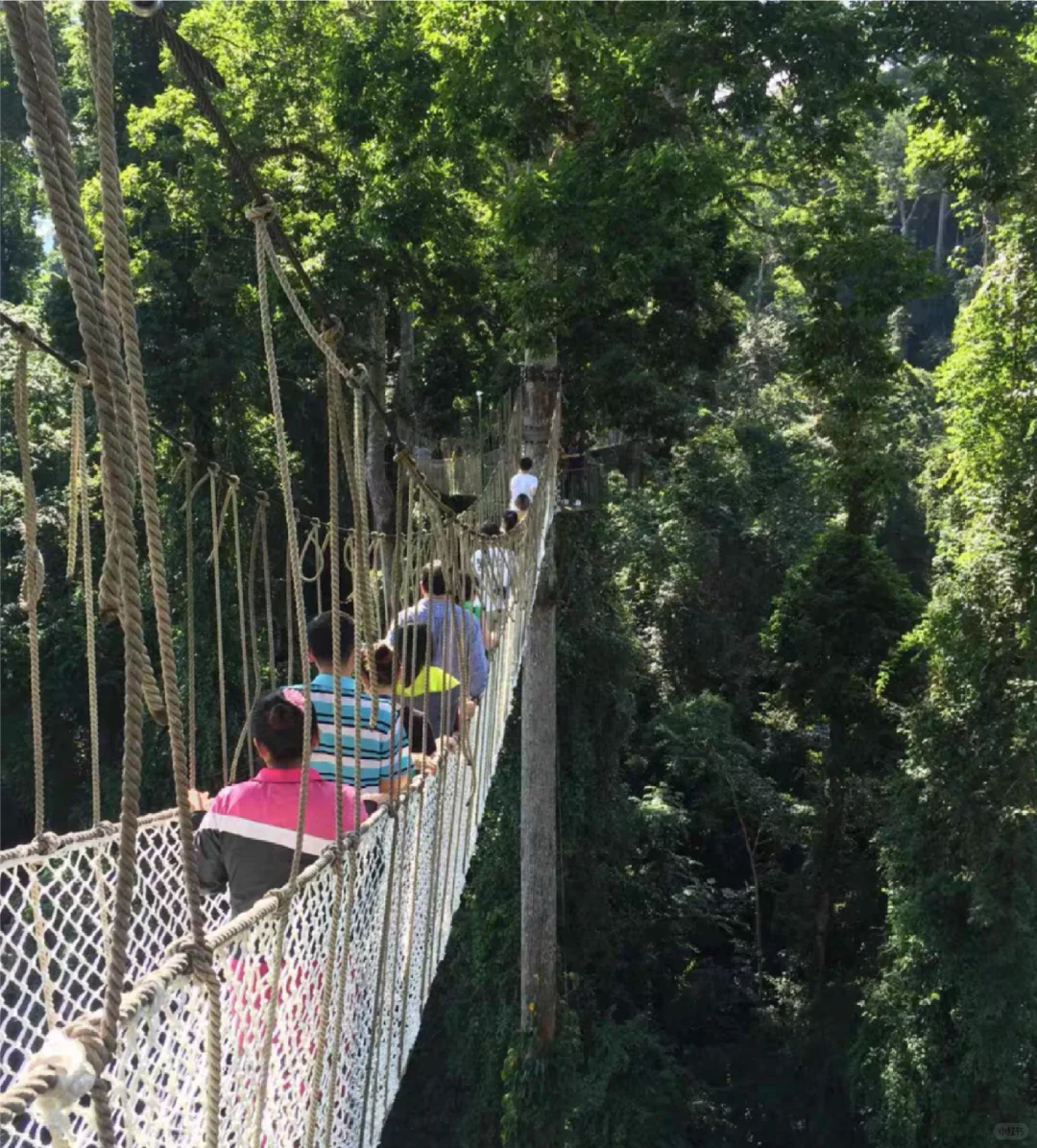 冲冲冲🌲望天树景区套票限时特惠预订