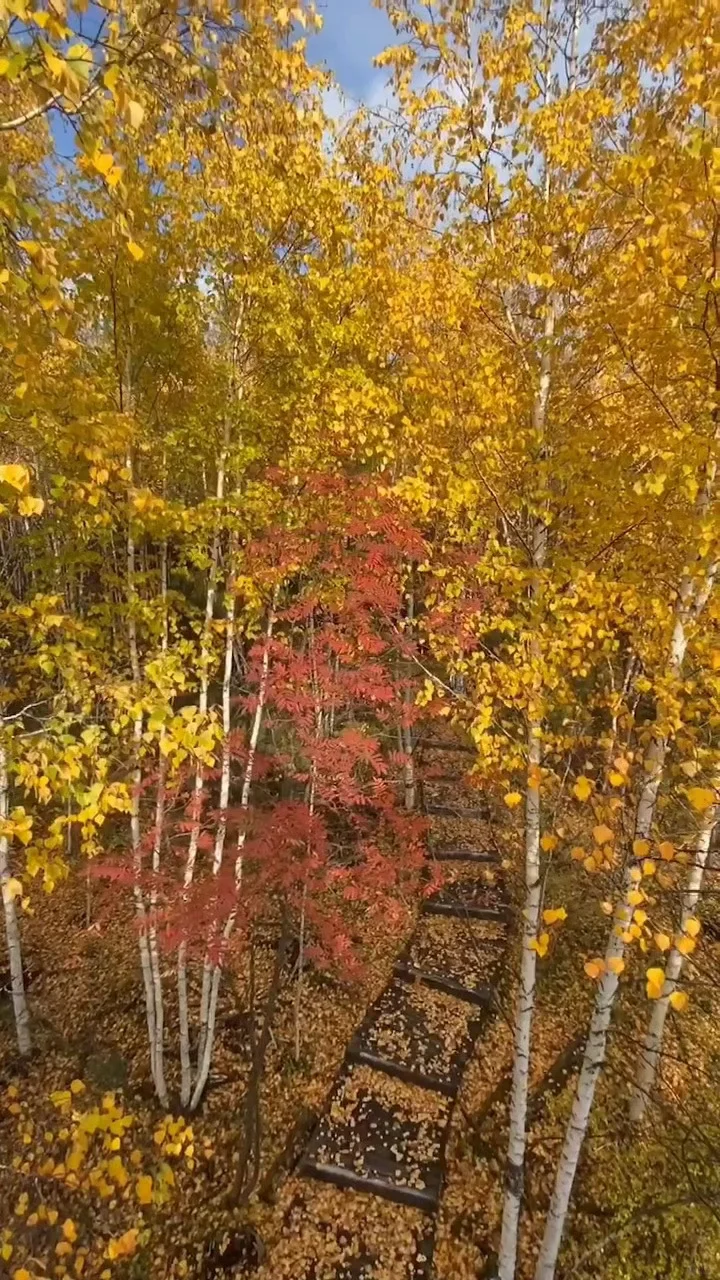这是我见过人生最美的秋天🍂大兴安岭