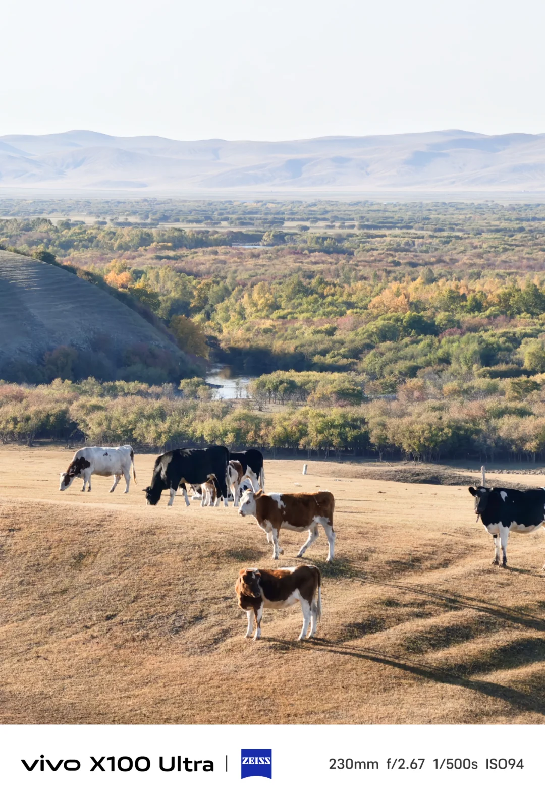 这是我见过人生最美的秋天🍂大兴安岭