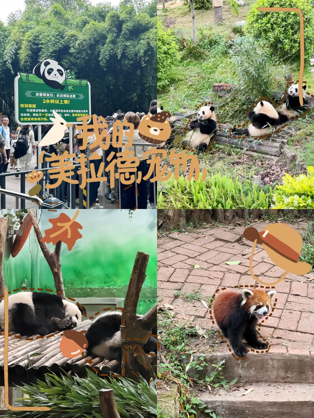 省心玩熊猫基地💧都江堰小团一日游🚘真纯玩