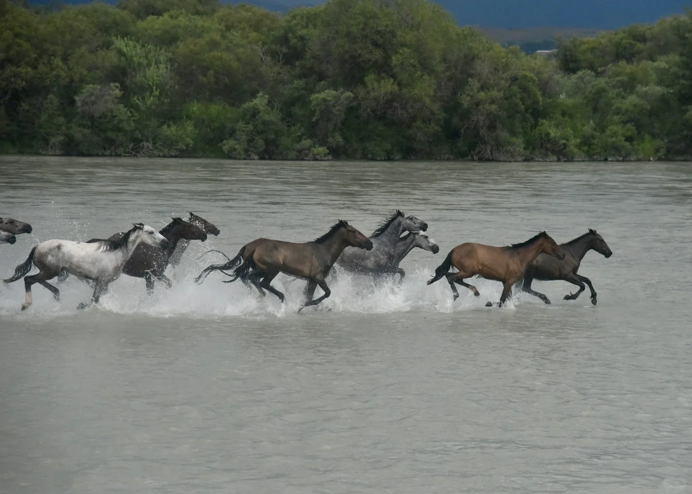 伊犁八天攻略｜伊昭公路+夏塔篇