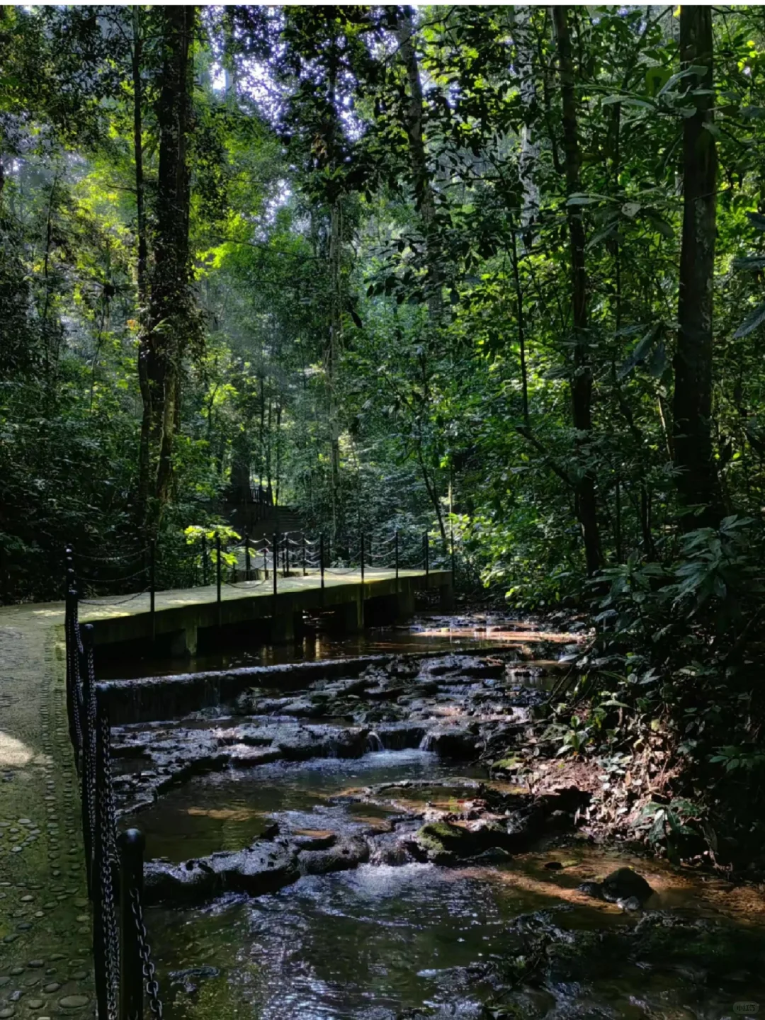 冲冲冲🌲望天树景区套票限时特惠预订